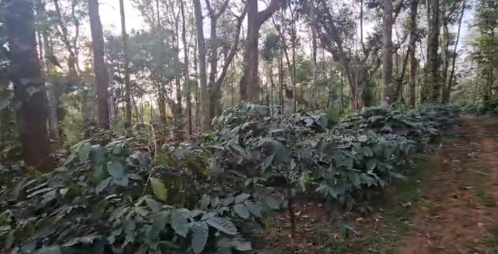  28 acre well maintained coffee estate for sale in Sakleshpura